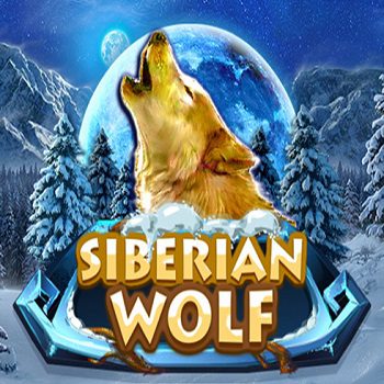 Siberian wolf red rake gaming
